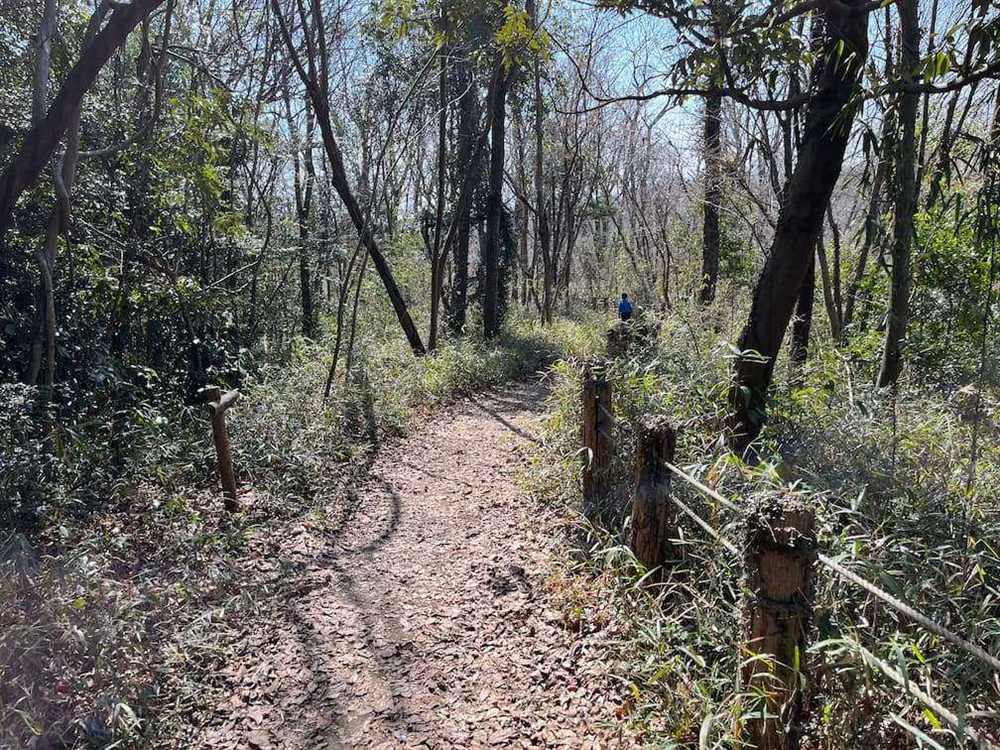落ち葉の積もった山道。両側に雑木林が広がり、奥を子どもが歩いている